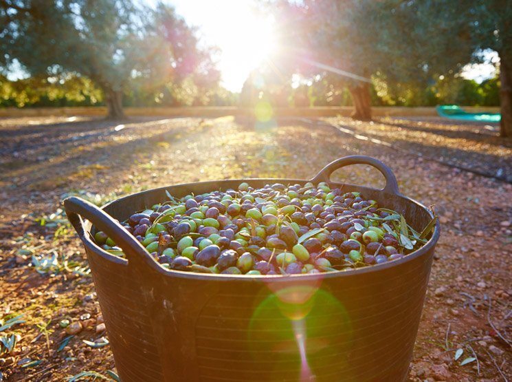 Recolección mecanizada de aceituna concepto en Castalla